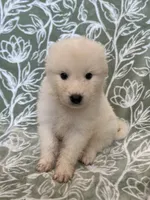 processed/462f3d09-0f96-4797-8734-057138279c53/listing/dfec3799-82d1-4407-a88d-b91be01b7506/0d37f636-4e1c-487e-b42c-1424e789088d