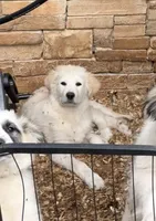 processed/462f3d09-0f96-4797-8734-057138279c53/listing/dfec3799-82d1-4407-a88d-b91be01b7506/c54679a2-f62c-49fa-892a-7414b058e60f