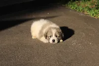 Samson, a male Australian Shepherd and Great Pyrenees for sale in Lynchburg, VA – 2 of 6