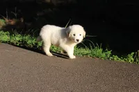 Benji, a male Australian Shepherd and Great Pyrenees for sale in Lynchburg, VA – 8 of 8