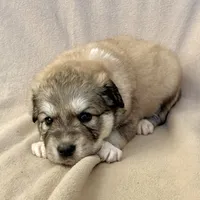 Honey, a female Australian Shepherd and Great Pyrenees for sale in Lynchburg, VA – Photo 1 of 5