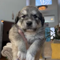 Honey, a female Australian Shepherd and Great Pyrenees for sale in Lynchburg, VA – Photo 5 of 5