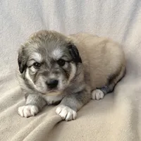 Honey, a female Australian Shepherd and Great Pyrenees for sale in Lynchburg, VA – Photo 2 of 5