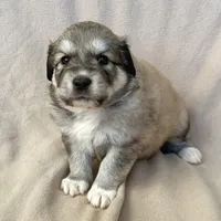 Honey, a female Australian Shepherd and Great Pyrenees for sale in Lynchburg, VA – Photo 3 of 5