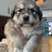 Honey, a female Australian Shepherd and Great Pyrenees for sale in Lynchburg, VA – Photo 4 of 5
