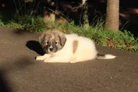 Poppy, a female Australian Shepherd and Great Pyrenees for sale in Lynchburg, VA – 3 of 6
