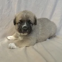 Milo, a male German Shepherd Dog and Great Pyrenees for sale in Lynchburg, VA – Photo 1 of 6