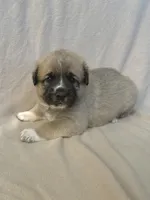 processed/462f3d09-0f96-4797-8734-057138279c53/listing/e8cdca97-ed81-4a7f-9e86-39d96d6c0bcd/11f08288-2bbe-4893-887b-6a829d09183e