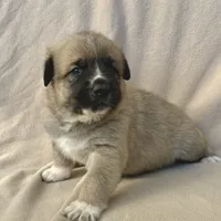 Milo, a male German Shepherd Dog and Great Pyrenees for sale in Lynchburg, VA – Photo 3 of 6