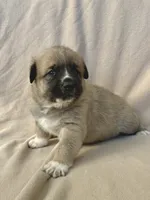 processed/462f3d09-0f96-4797-8734-057138279c53/listing/e8cdca97-ed81-4a7f-9e86-39d96d6c0bcd/29b696a8-da2a-434d-911e-7fe4c2f17fed