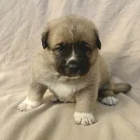 Milo, a male German Shepherd Dog and Great Pyrenees for sale in Lynchburg, VA – Photo 2 of 6