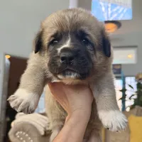 Milo, a male German Shepherd Dog and Great Pyrenees for sale in Lynchburg, VA – Photo 5 of 6