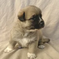 Milo, a male German Shepherd Dog and Great Pyrenees for sale in Lynchburg, VA – Photo 4 of 6