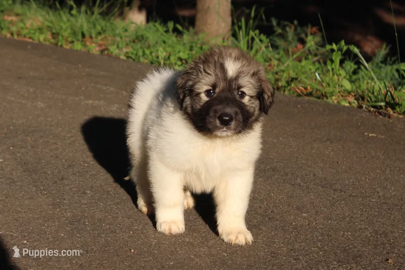 Tucker – Australian Shepherd, Great Pyrenees puppy for sale in Lynchburg, VA