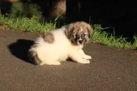 Poppy, a female Australian Shepherd and Great Pyrenees for sale in Lynchburg, VA – 2 of 6