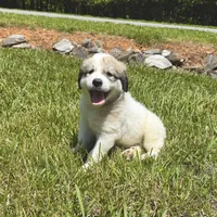 Lambo, a male Australian Shepherd and Great Pyrenees for sale in Lynchburg, VA – Photo 3 of 4