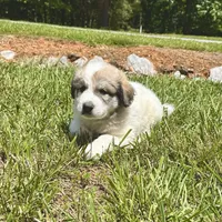 Lambo, a male Australian Shepherd and Great Pyrenees for sale in Lynchburg, VA – Photo 2 of 4