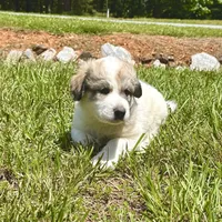 Lambo, a male Australian Shepherd and Great Pyrenees for sale in Lynchburg, VA – Photo 1 of 4
