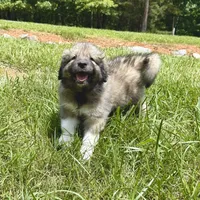Pickles, a male Australian Shepherd and Great Pyrenees for sale in Lynchburg, VA – Photo 1 of 4