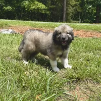 Pickles, a male Australian Shepherd and Great Pyrenees for sale in Lynchburg, VA – Photo 2 of 4