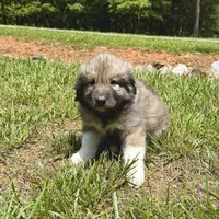 Pickles, a male Australian Shepherd and Great Pyrenees for sale in Lynchburg, VA – Photo 3 of 4