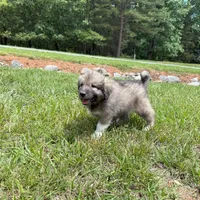 Pickles, a male Australian Shepherd and Great Pyrenees for sale in Lynchburg, VA – Photo 4 of 4