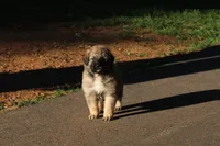Kodiak, a male Australian Shepherd and Great Pyrenees for sale in Lynchburg, VA – 2 of 6