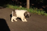 Tucker, a male Australian Shepherd and Great Pyrenees for sale in Lynchburg, VA – 5 of 6
