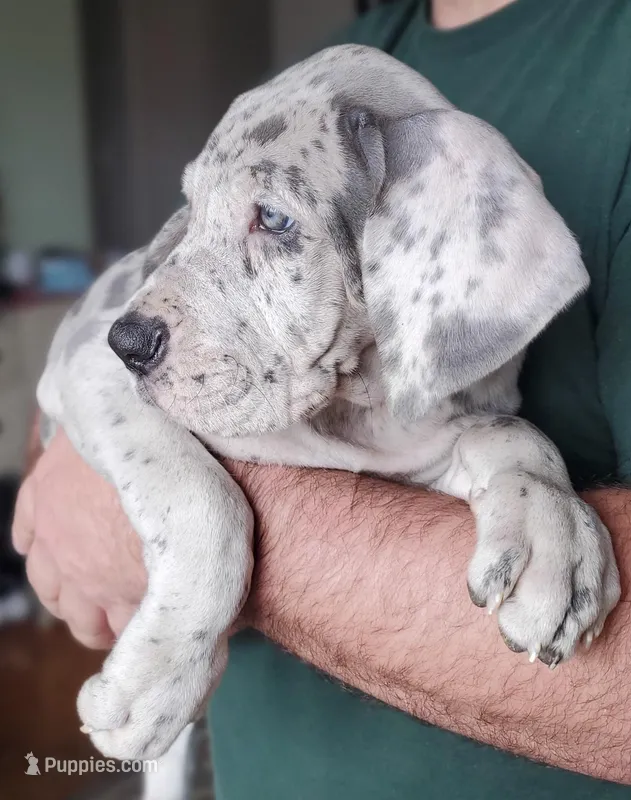 AKC Niamh – Great Dane puppy for sale in Stewartstown, PA