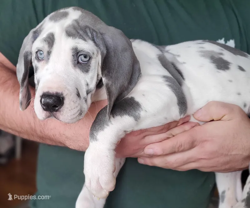 AKC Alice – Great Dane puppy for sale in Stewartstown, PA