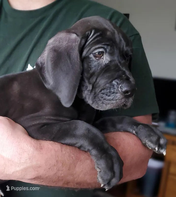 AKC Saoirse – Great Dane puppy for sale in Stewartstown, PA