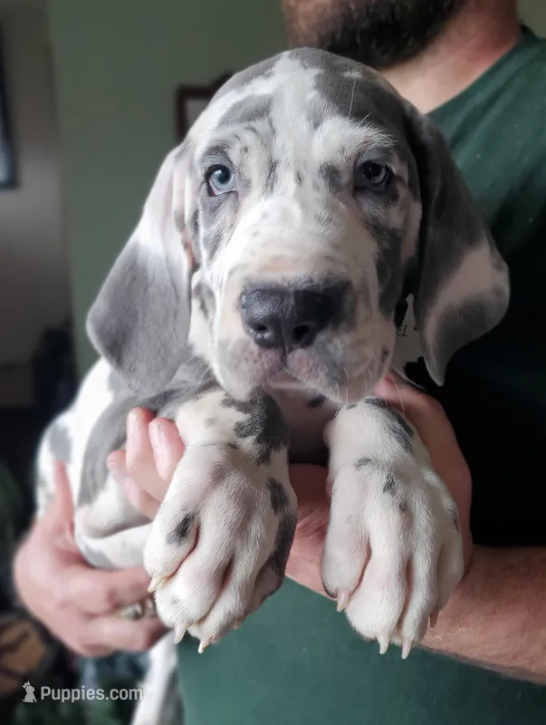 AKC Quinn – Great Dane puppy for sale in Stewartstown, PA