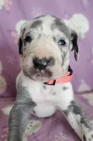 processed/46318c66-d189-4f54-8e36-9830655328e6/listing/84a3a564-9ed3-44b2-9997-06d7cc8e0781/dec3eada-4e16-4620-b20e-d2b4c186035a