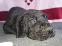 AKC Connor, a male Great Dane for sale in Stewartstown, PA – Photo 2 of 4