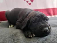 AKC Connor, a male Great Dane for sale in Stewartstown, PA – Photo 4 of 4