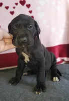 AKC Connor, a male Great Dane for sale in Stewartstown, PA – Photo 1 of 4