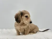 Dunkin , a male Miniature Dachshund for sale in Litchfield, IL – 5 of 7