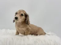 Dunkin , a male Miniature Dachshund for sale in Litchfield, IL – 3 of 7