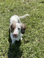 Maypearl , a female Miniature Dachshund for sale in Litchfield, IL – Photo 2 of 3