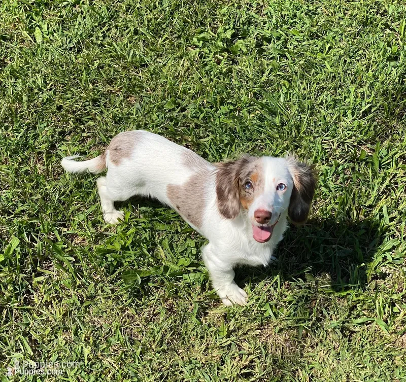 Maypearl  – Miniature Dachshund puppy for sale in Litchfield, IL