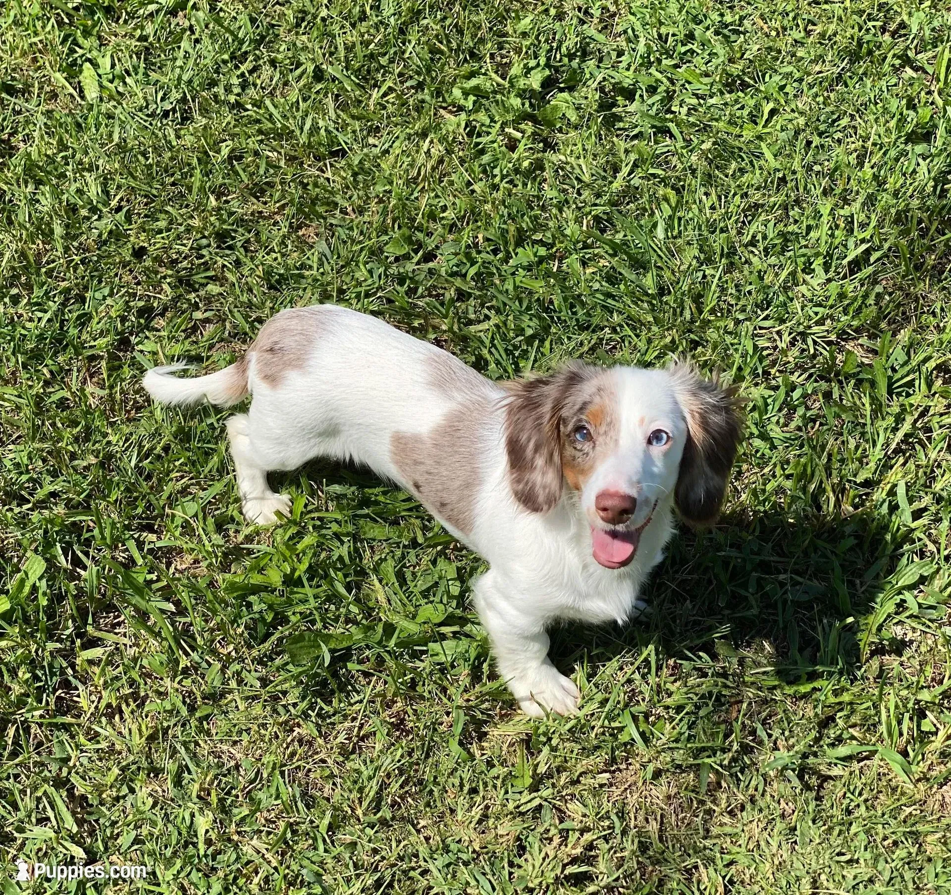 Maypearl , a female Miniature Dachshund for sale in Litchfield, IL – Photo 1 of 3