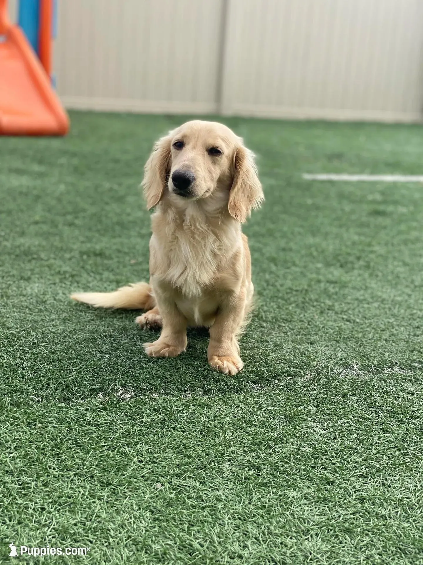 Bethanee  – Dachshund puppy for sale in Litchfield, IL