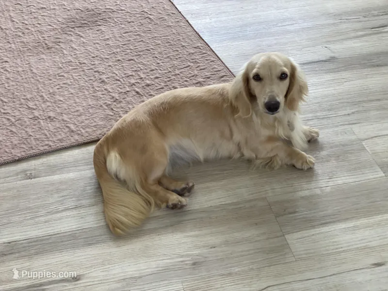 Bethanee  – Dachshund puppy for sale in Litchfield, IL