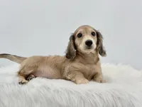 Dunkin , a male Miniature Dachshund for sale in Litchfield, IL – 7 of 7