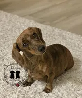 Windle , a female Miniature Dachshund for sale in Litchfield, IL – 1 of 1