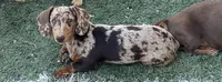 Fiesta , a female Miniature Dachshund for sale in Litchfield, IL – 2 of 3