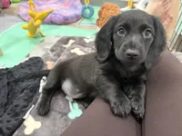 Mace , a male Dachshund for sale in Litchfield, IL – 6 of 7
