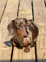 Fiesta , a female Miniature Dachshund for sale in Litchfield, IL – 3 of 3