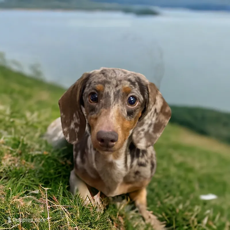 Fiesta , a female Miniature Dachshund for sale in Litchfield, IL – 1 of 3
