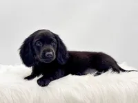 Mace , a male Dachshund for sale in Litchfield, IL – 1 of 7